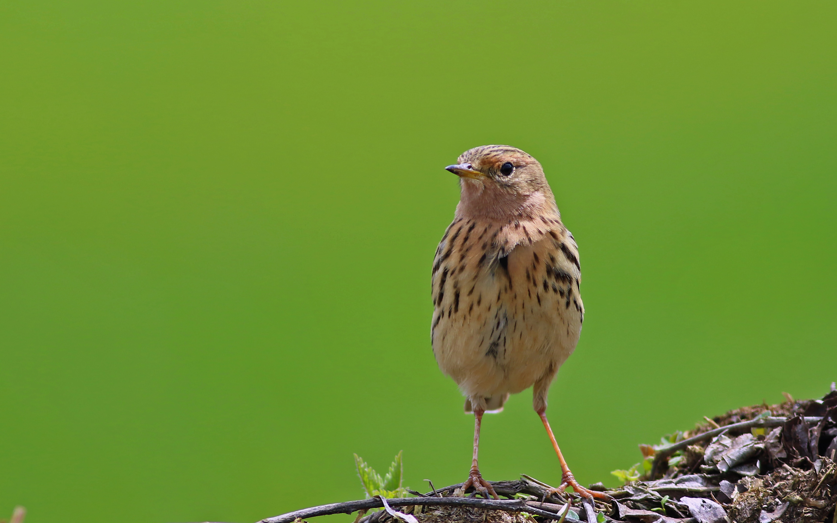 Red-throated Pipit